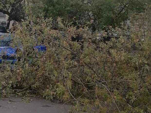 На Беломорской дерево придавило автомобиль