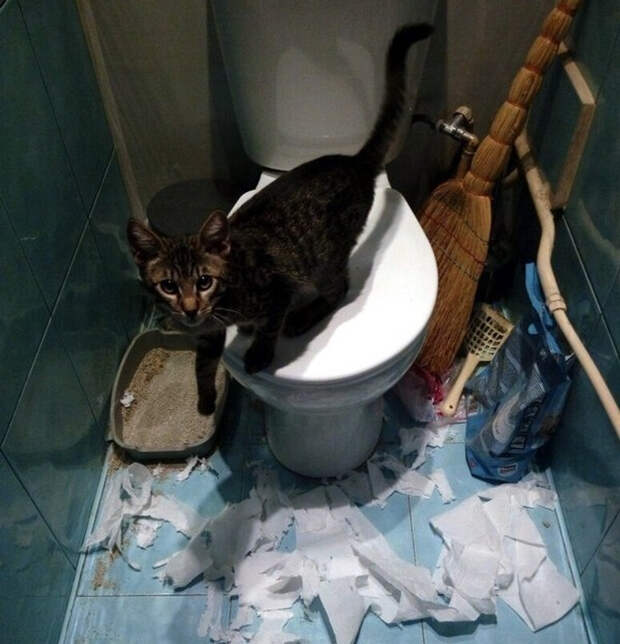 20 котиков, которые могли бы вести себя по-нормальному, но зачем, если их и так любят?