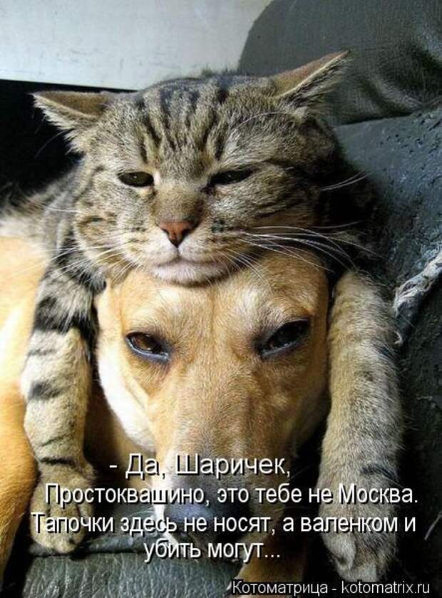Новые крутые котоматрицы первой недели октября (50 фото) Новые крутые котоматрицы первой недели октября (50 фото)