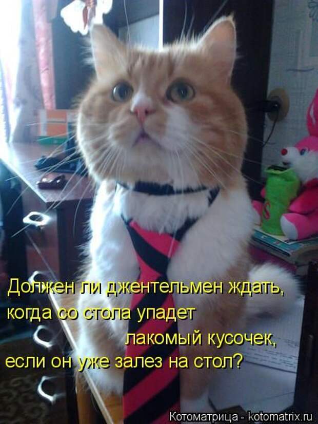 Котоматрицы (картинки с надписями)