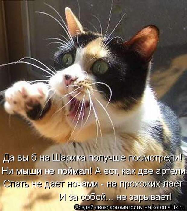 Котоматрицы (картинки с надписями)