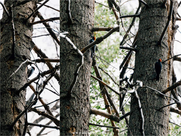 Red-headed Woodpecker (Melanerpes erythrocephalus)