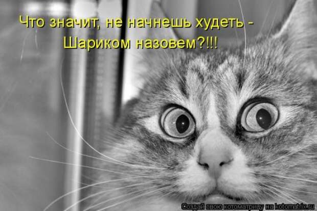 Новая котоматрица для хорошего настроения (37 фото)