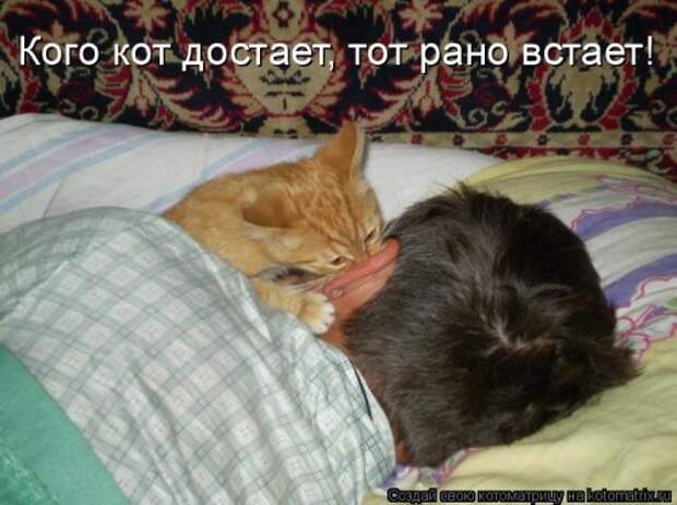 Котоматрица для хорошего настроения (35 фото)