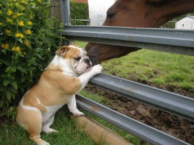 17 потрясающе милых собачек в морщинках