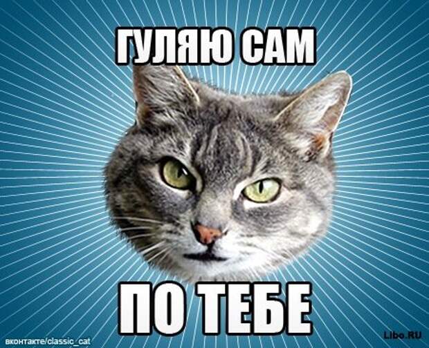 Мем: Типичный Кот