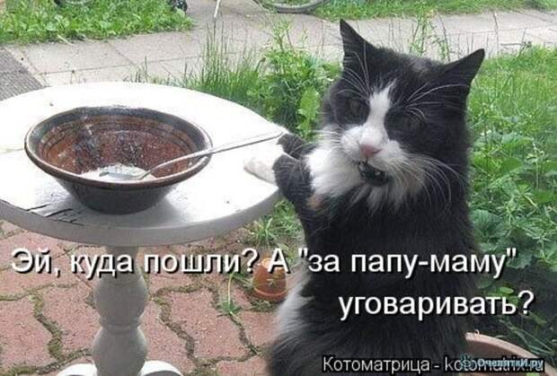 Смешные кошки в котоматрице 29
