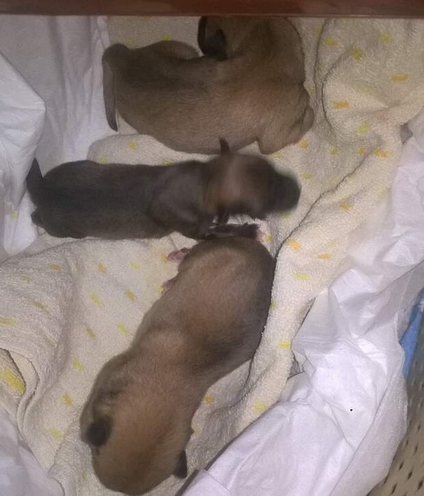 Неожиданно для всех Лайма родила троих щенков. Фото: АЗНО Шанс. 