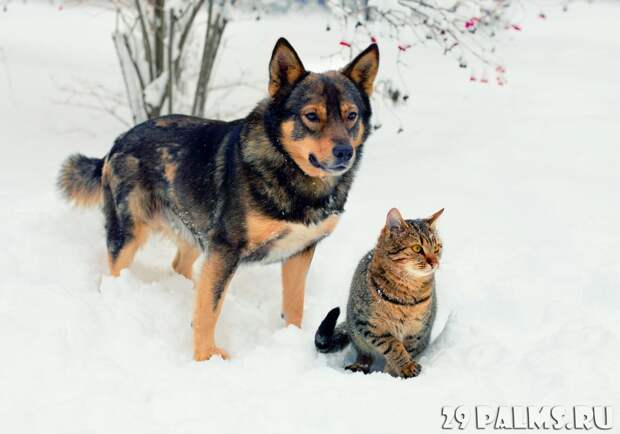 Как кошка с собакой. Часть 1 животные, коты, кошки, собаки, фото, юмор