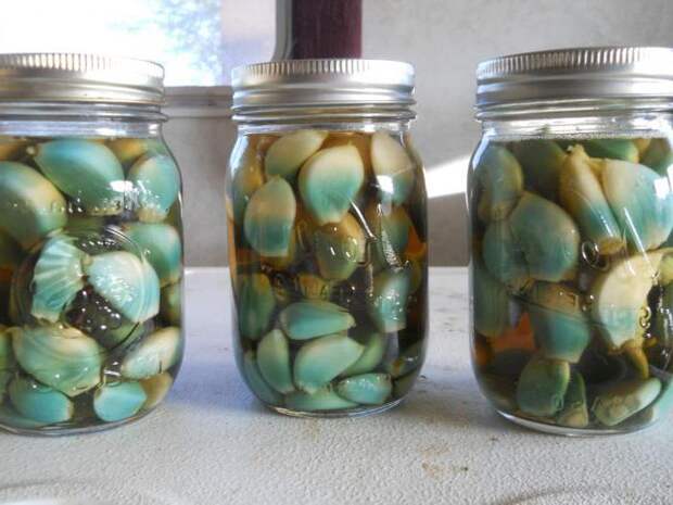 Синий или зеленый чеснок безопасен. /Фото: prodachnika.com Синий или зеленый чеснок безопасен. /Фото: prodachnika.com