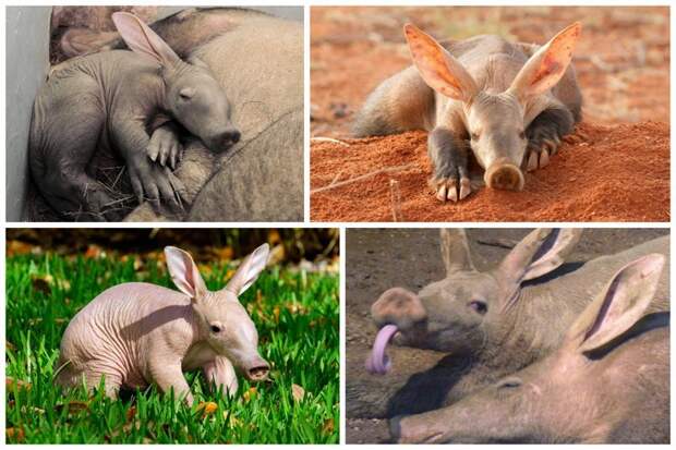 Трубкозуб - аардварк (aardvark) переводится с африкаанса как «земляная свинья». Ученые до сих пор спорят о его происхождении. Живут в Африке, питаются термитами животные, интересные, красота, природа, редкие