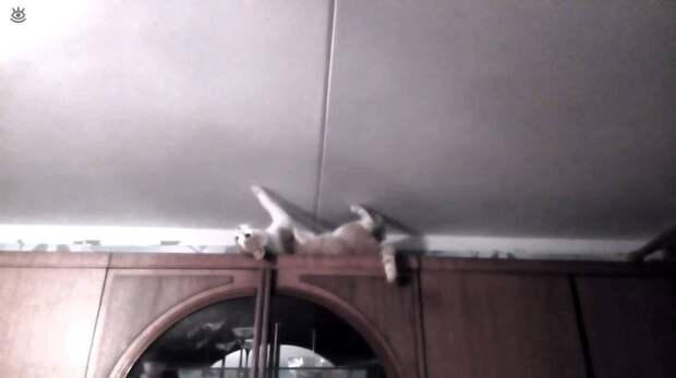 Коты, которых не берёт сила притяжения 13