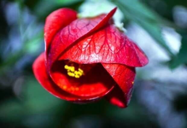 Цветы из кожи своими руками - это просто