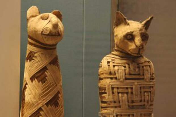 Мумии животных из Древнего Египта просветили рентгеновскими лучами