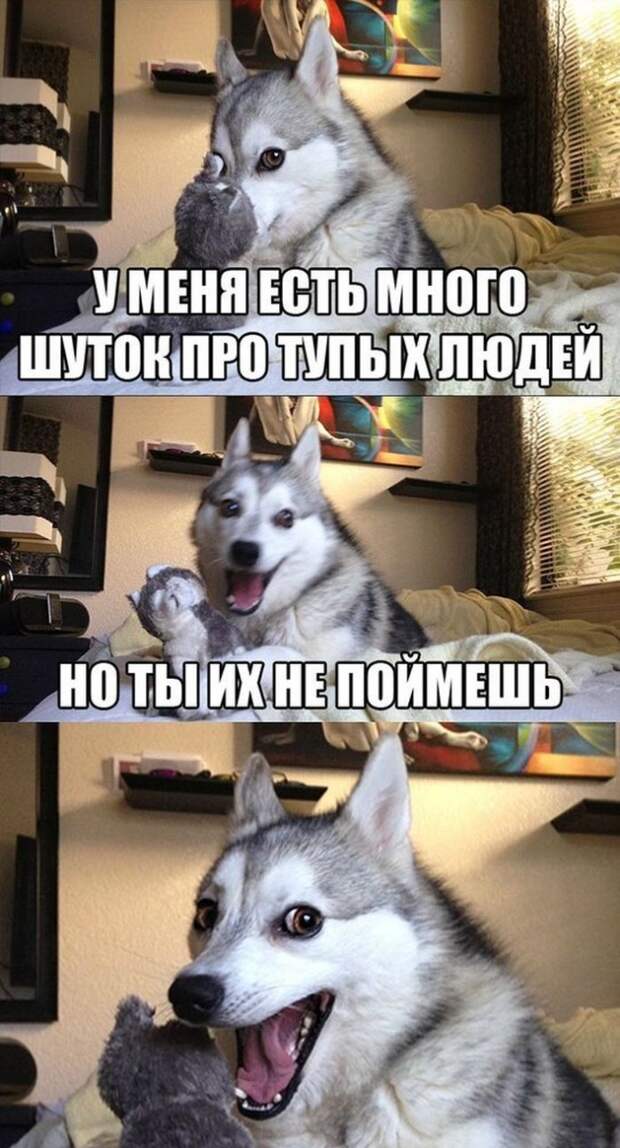 Смешные картинки с подписями катинки, прикол, юмор