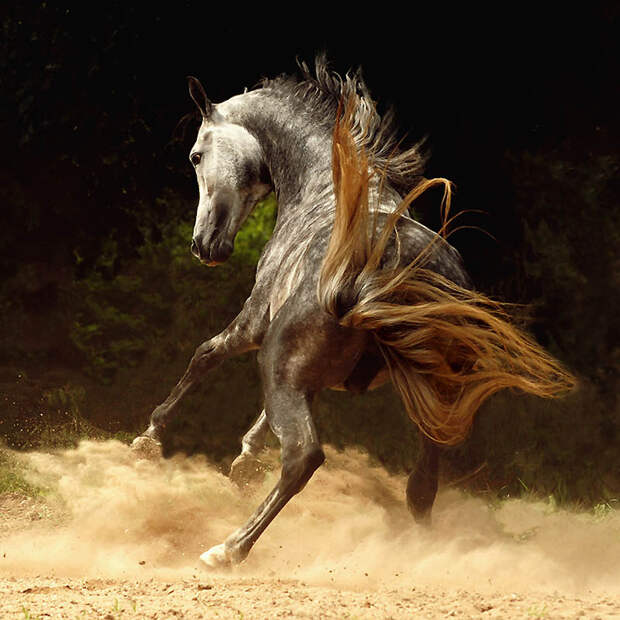 2723 Сказочная красота   арабские и андалузские лошади