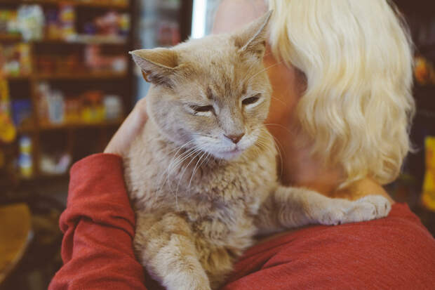 Кот по кличке Стаббс с 1997 года исполняет роль мэра города Талкитна, штат Аляска. (Cody Wellons)