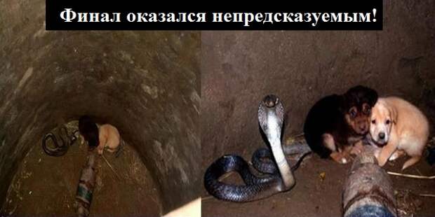 Кобра-заботится-о-щенках