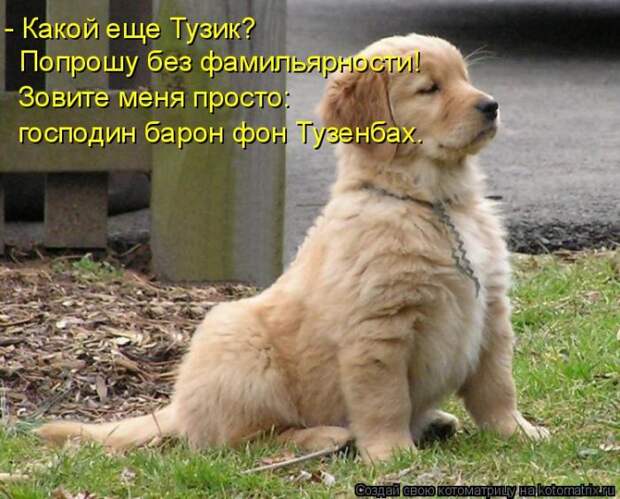 Лучшие котоматрицы недели (50 фото)