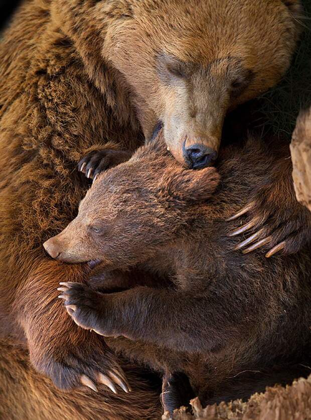 Медведи учат медвежат быть медведями животные, медведь