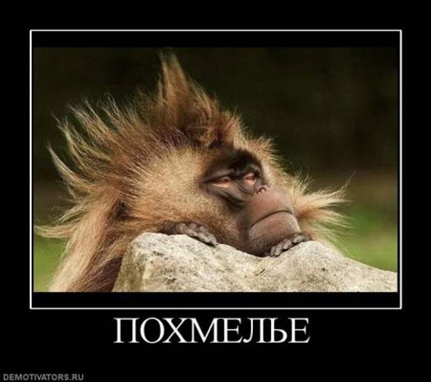 Картинки с ржачными подписями.