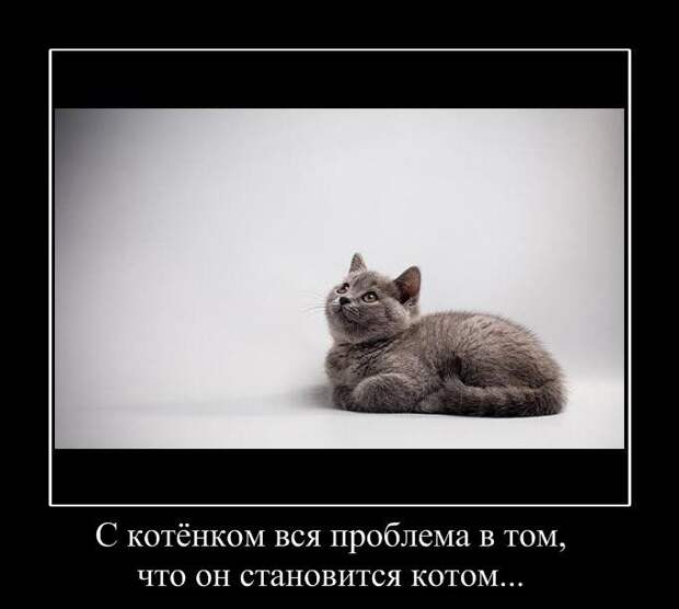 Демотиваторы (50 фото)