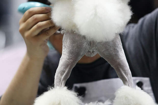 Стильные питомцы: реакции животных на превращение их в настоящих модников 