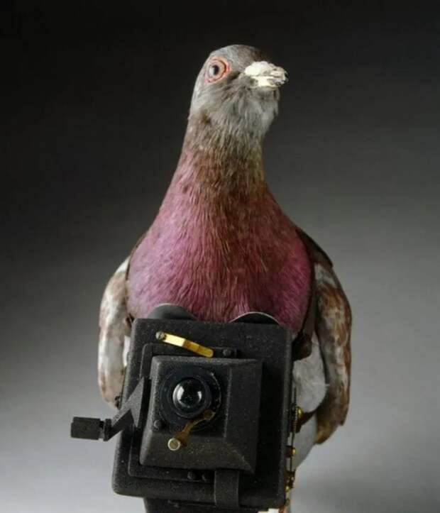 И мирно пролетающая мимо птичка могла быть агентом разведки. /Фото: thesun.co.uk