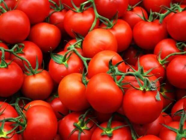 Полезный совет о подкормке помидоров: