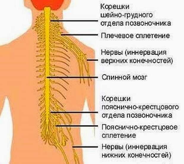 Межреберная невралгия баня