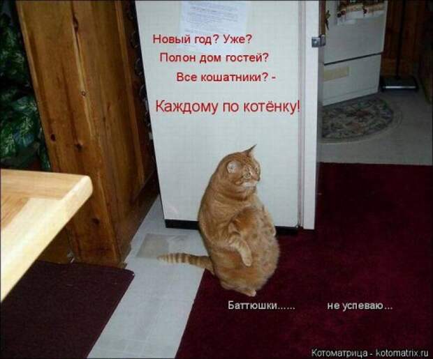 Свежая котоматрица на Бугаге (25 фото)