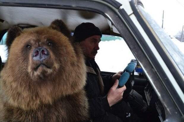 Все в порядке, вы в России! звери, общество, россия