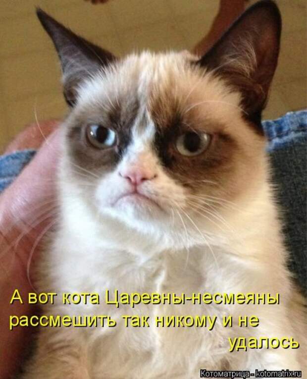 Новая котоматрица (29 фото)