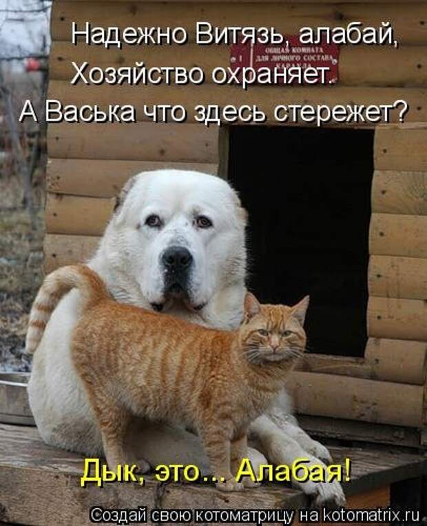 Еженедельная котоматрица (33 фото)