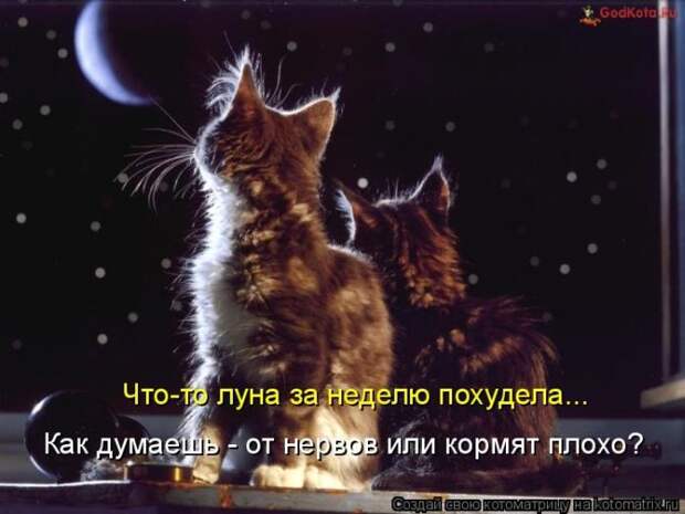 Лучшие котоматрицы недели