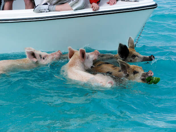 Свиньи плавают возле яхты у Багамских островов. Фото