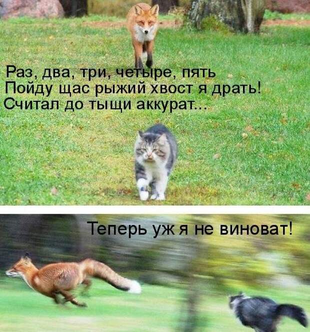 Котоматрица (81 фото)