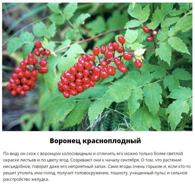 Эти дары леса лучше обходить стороной (11 фото)