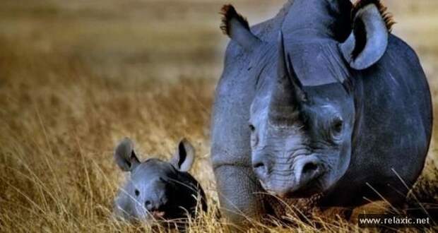funny_animals_065