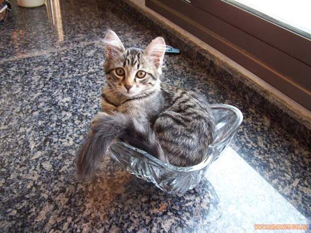 Коты в коробках, сумках, банках и прочих емкостях