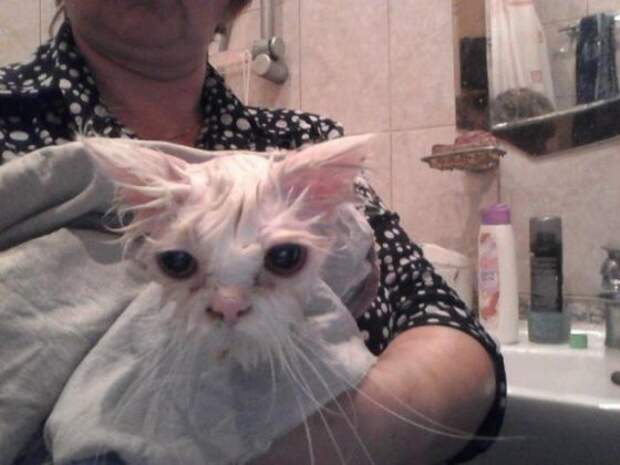 Вторая жизнь  кота, найденного под окнами дома