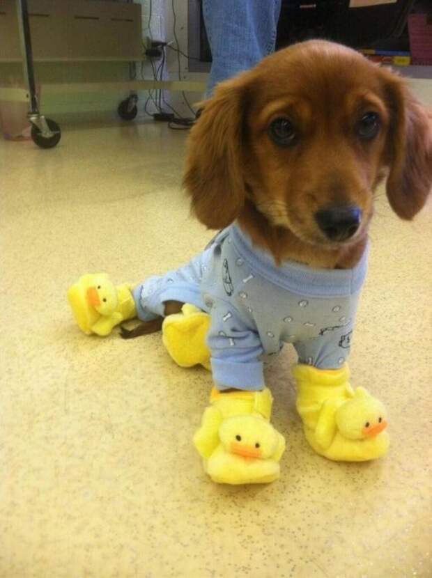 собака в пижаме 