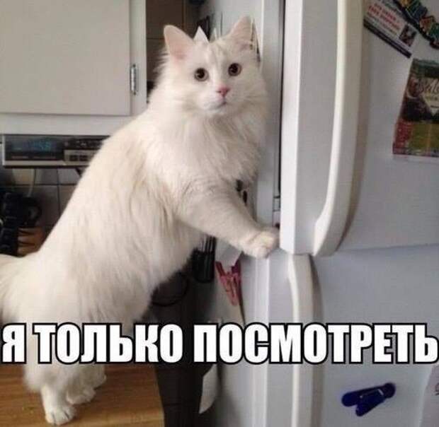 Кошачий фотопост! Кошачий фотопост! коты, юмор