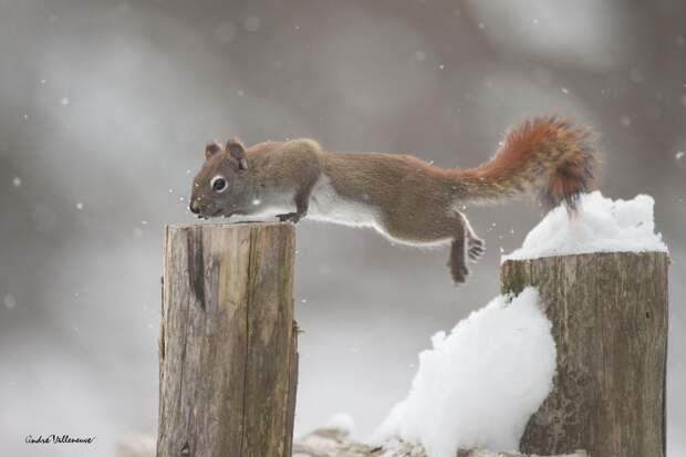 Фотография забавная жизнь белок Andre Villeneuve Фотография забавная жизнь белок Andre Villeneuve