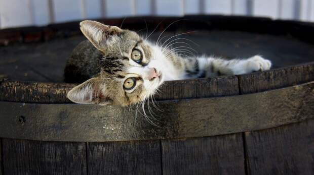 Россияне требуют наказать живодёрку, зарубившую на Алтае котенка топором.(((