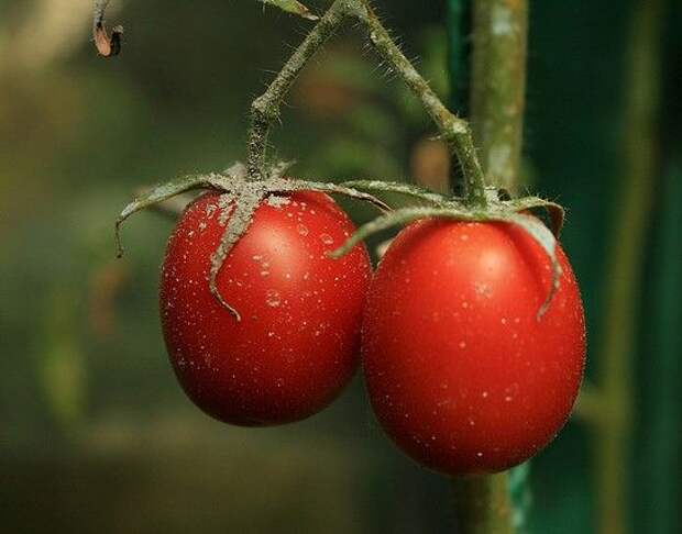 Налив плодов томата. Обильные урожаи томатов в теплице. Томаты при бессоннице. Ты помнишь помидоры фото. Помидоры температура выращивания