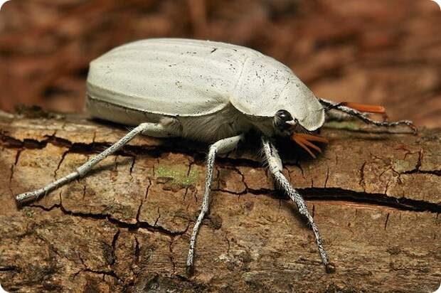 Белый скарабей (лат. Cyphochilus insulanus)