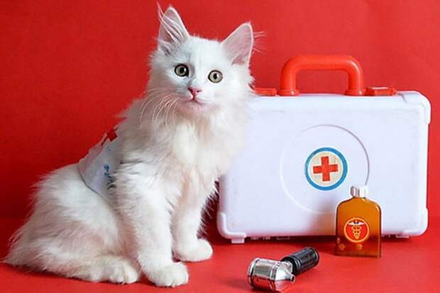 Действительно ли кошки чувствуют болезни и могут лечить хозяев?