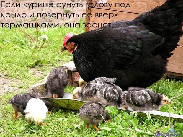 Интересные факты в картинках (47 фото)