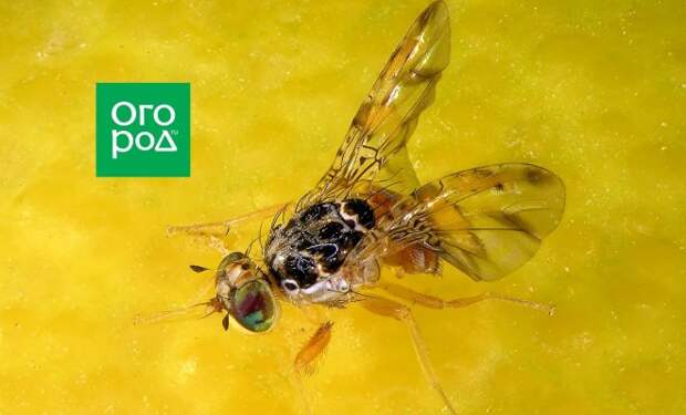 Средиземноморская плодовая муха: что это за "зверь" и с чем ее можно случайно съесть
